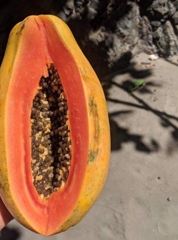 Papaya